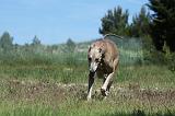 GREYHOUND 095